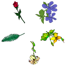 Starpoint Flowers
